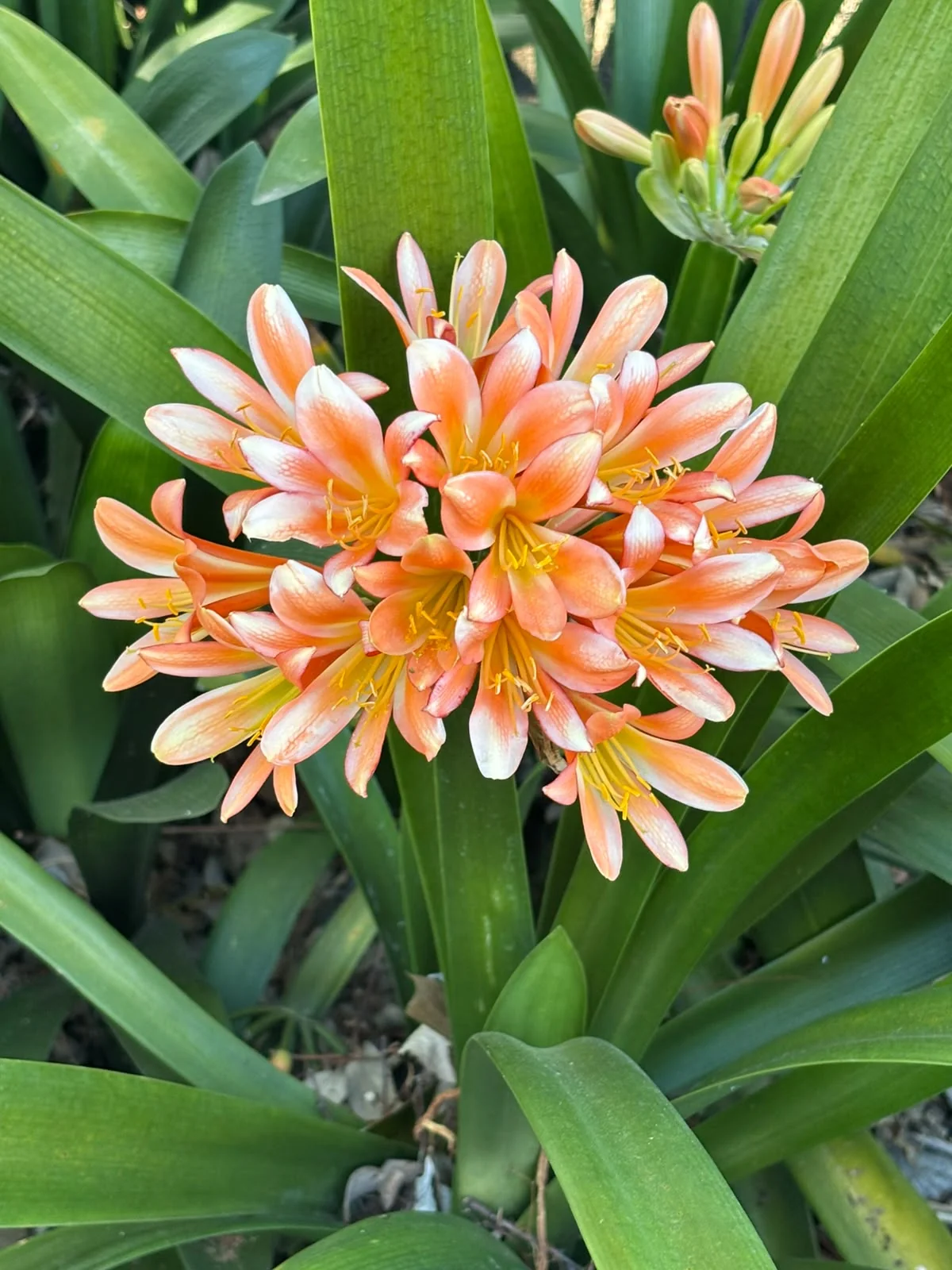 Vibrant clivia flowers blooming during the cold winter months
