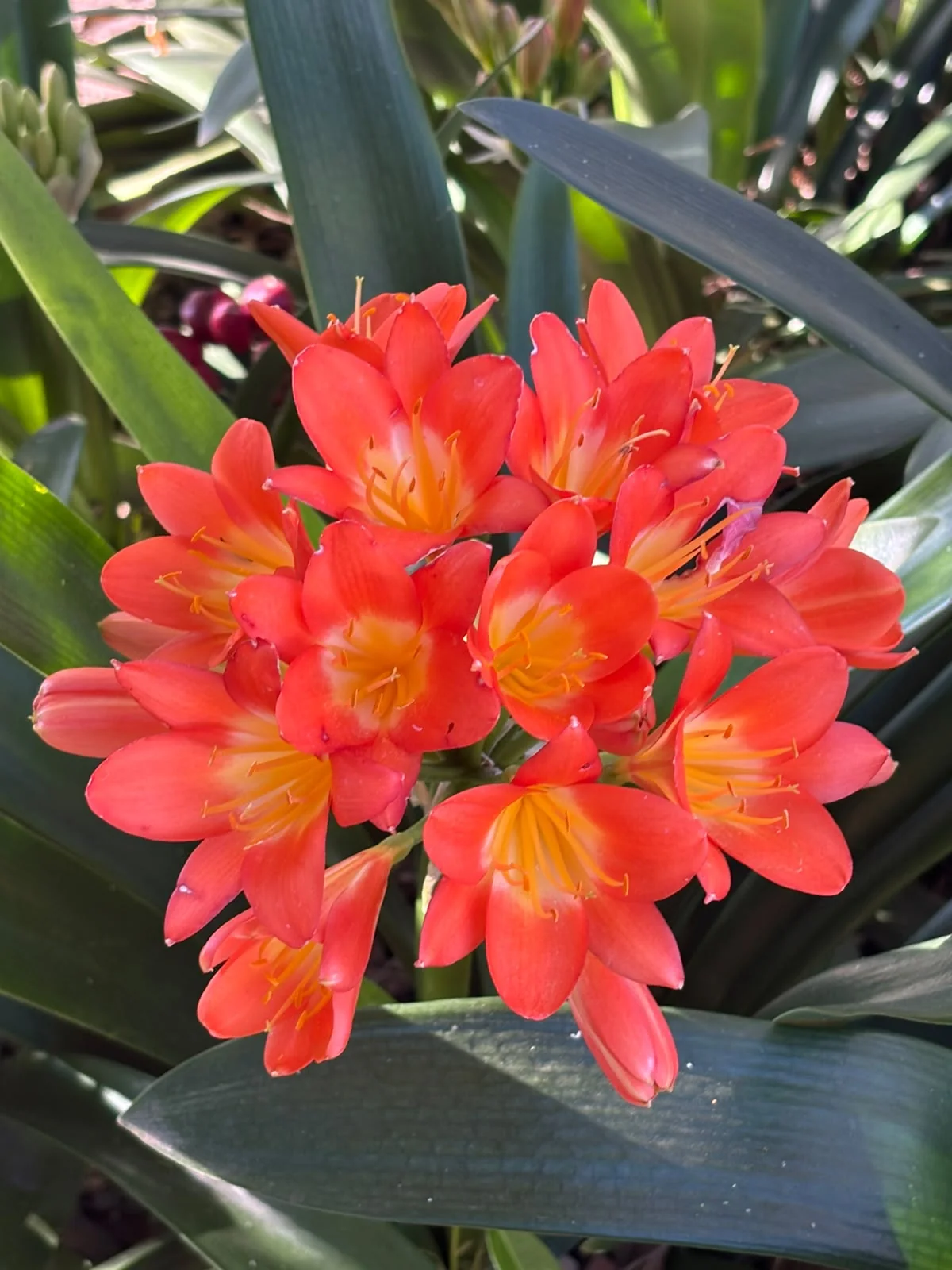 Rows of vibrant clivia plants growing in a sun-dappled nursery bed at Hans Momberg Clivias