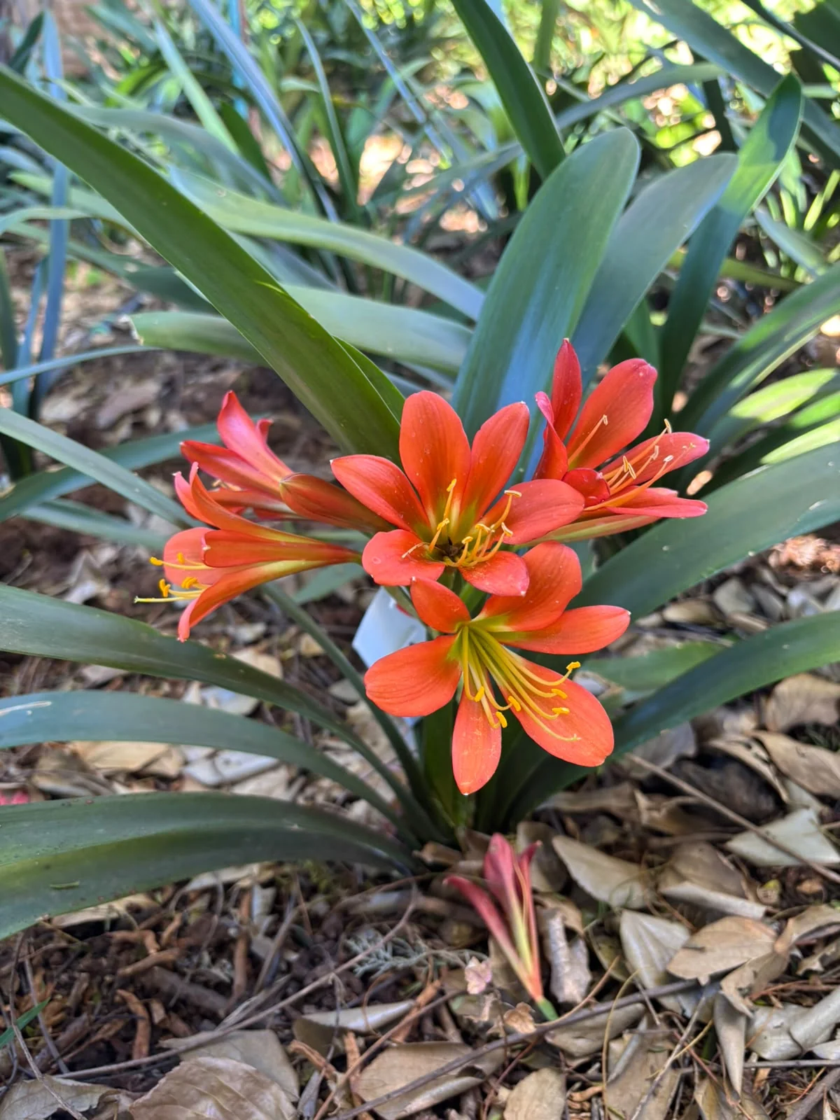 Close-up of bright orange clivia flowers in full bloom